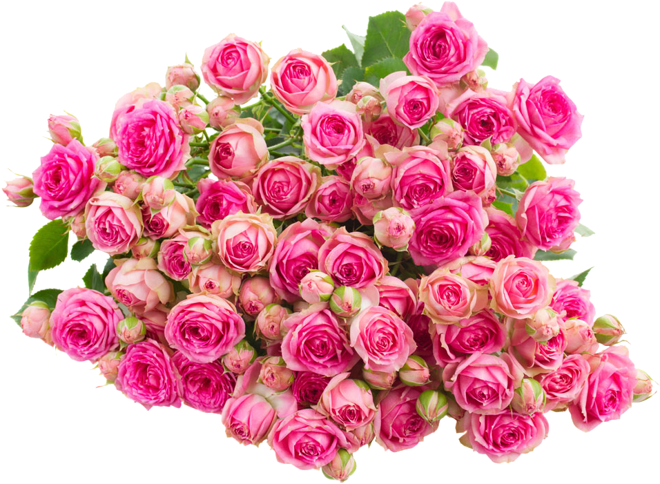 Rose Pink Flower Wallpaper - Rose Pink Flower Wallpaper (1000x750)