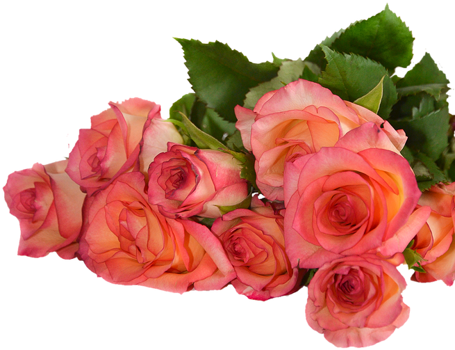 Rose, Flowers, Nature, Transparent Background - Plants And Flowers Transparent Background (792x720)