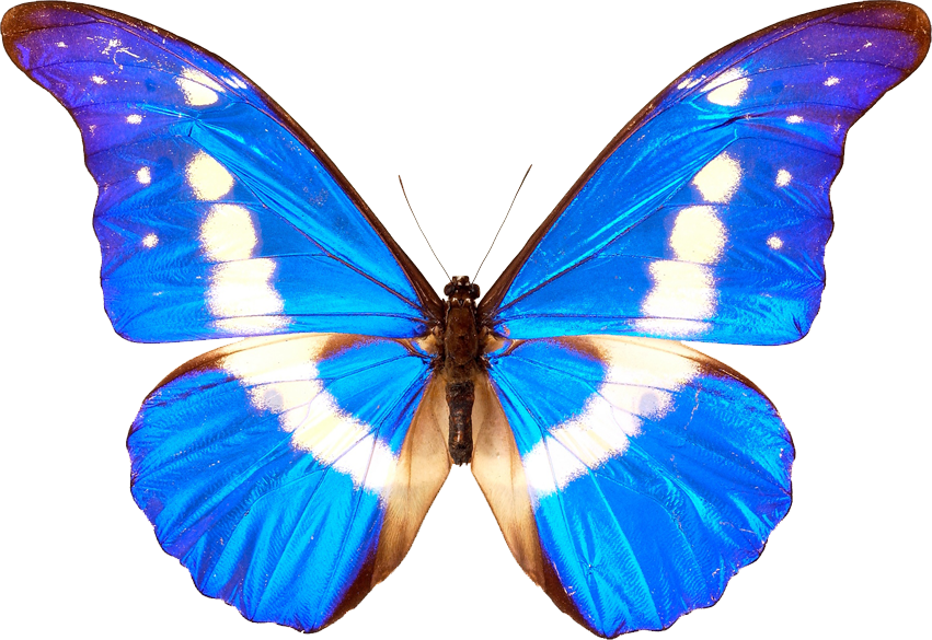 Png Designs Butterfly Image - Simple Student Ministry (851x585)