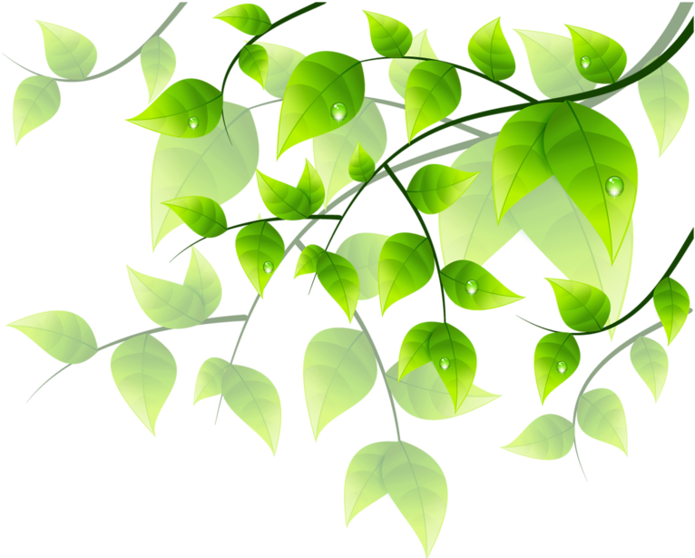 Flower Green Floral Design Clip Art - Flower Green Floral Design Clip Art (800x614)