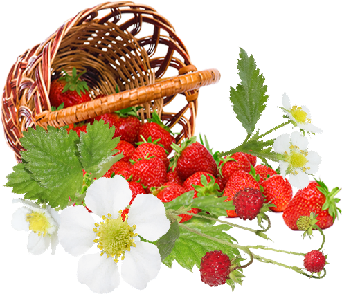 Strawberry Flowers By Kmygraphic - Bascket With Strowberry Png (500x500)