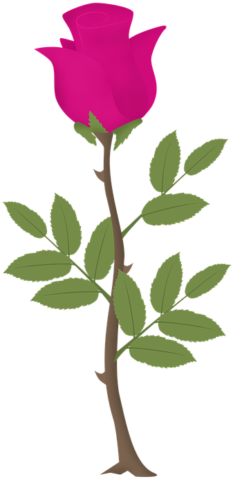 Rosa, Flower, Roses, Pink Vector, Pink Flowers - Zazzle Rose Tree Sweatshirt (480x720)
