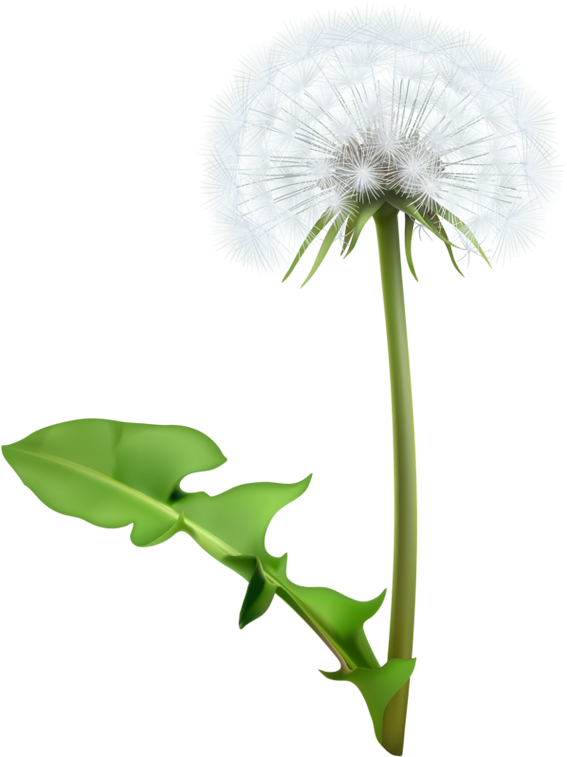 Common Dandelion Flower Clip Art - Dandelion Flower Free Vector (614x800)