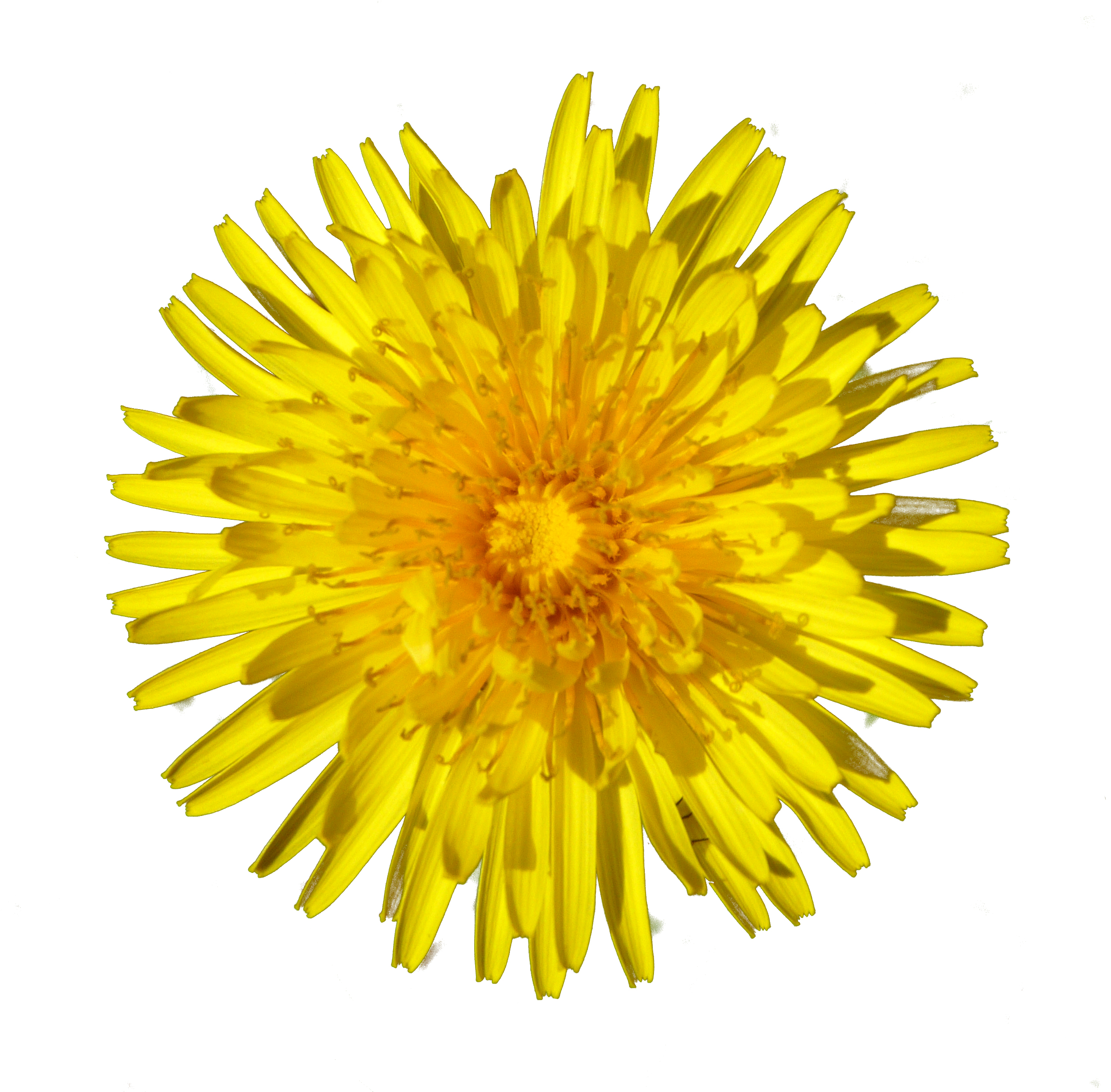 Dandelion Png - Dandelion Png (2524x2524)