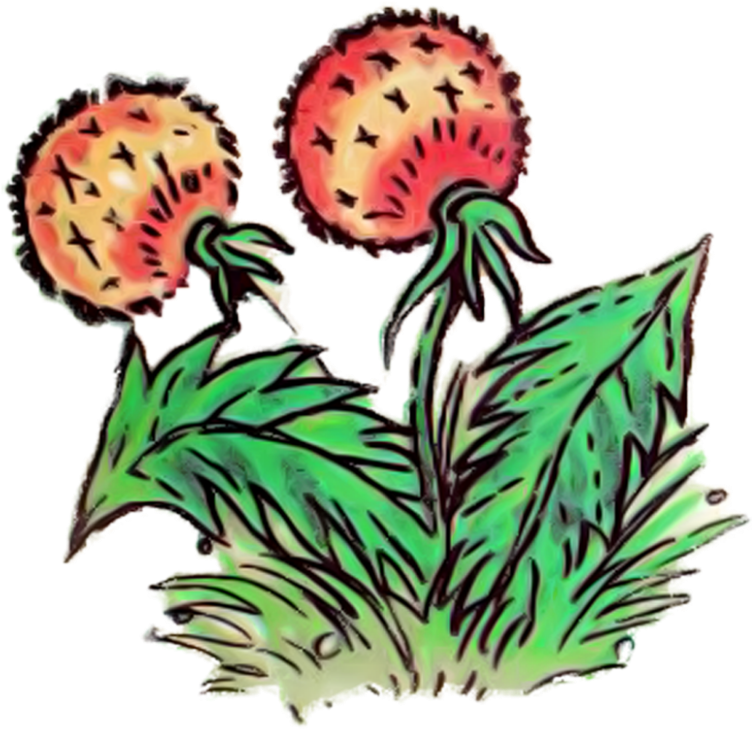 Dandelion Clip Art - Dandelion Clip Art (800x783)