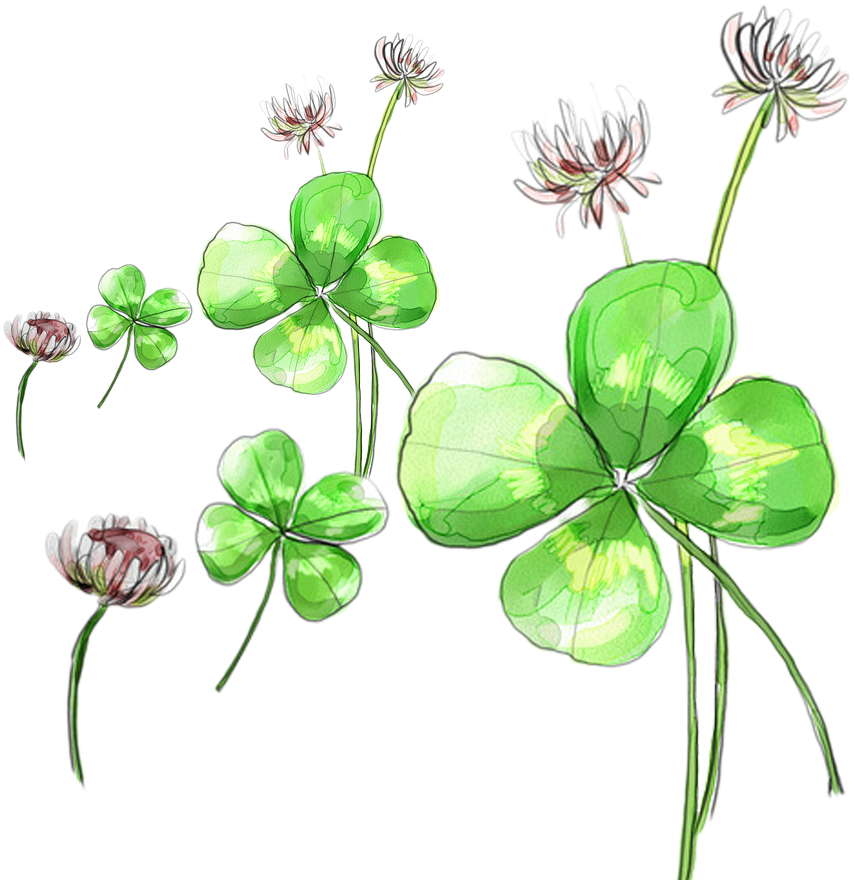 Clover Flower Picture Material - Clover Flower Picture Material (1024x1024)