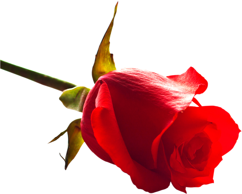 Free Rose Png Image - Rose Images Download Now (1024x867)