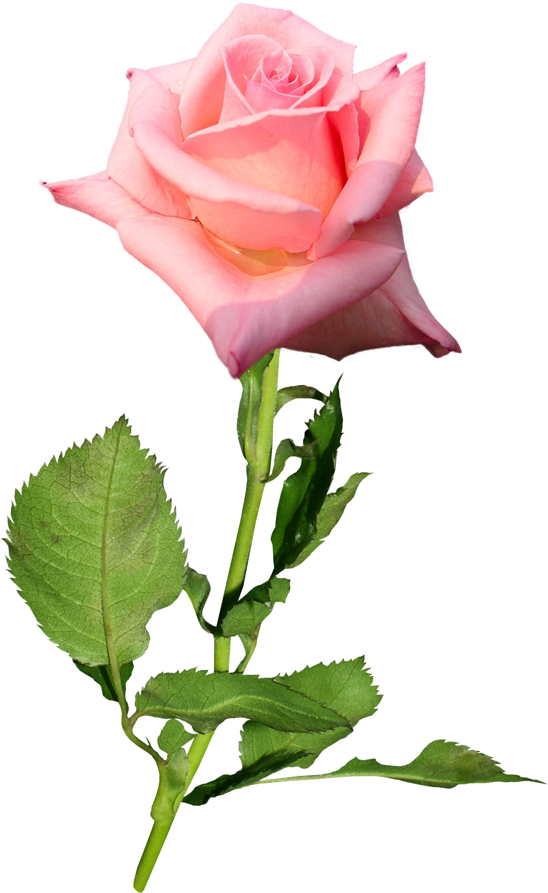 Garden Roses Flower Hybrid Tea Rose Bud - Розы Png На Прозрачном Фоне (1187x1901)