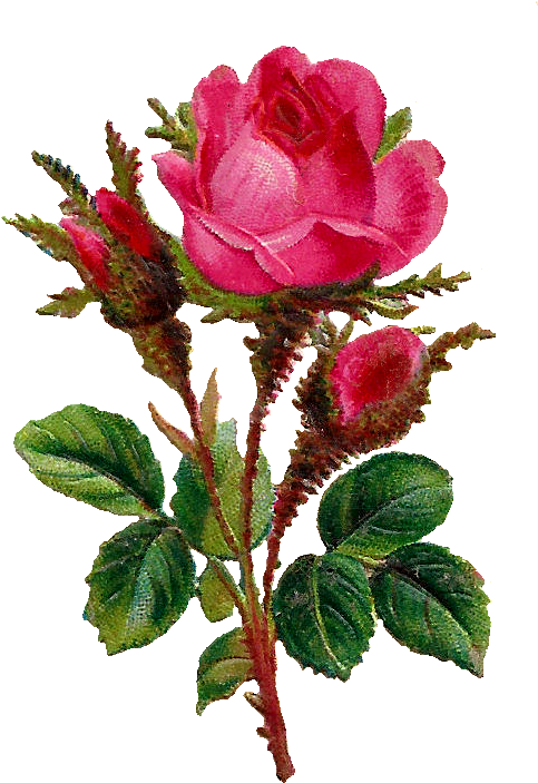 The First And Third Digital Pink Rose Images Look Very - Букет Из 3 Цветов (514x744)