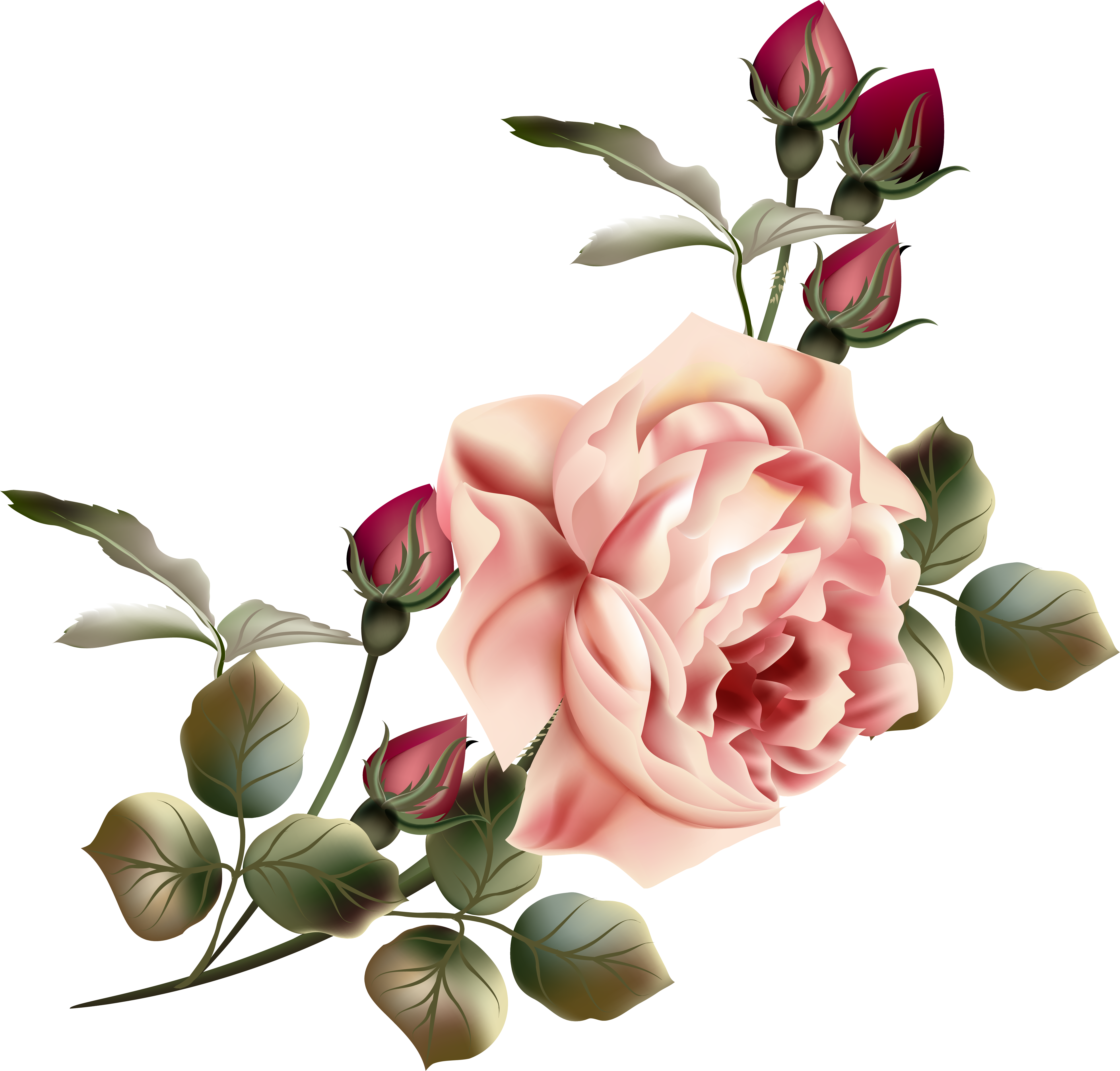 Flower Garden Roses Clip Art - Beautiful Victorian Roses Throw Blanket (5057x4835)