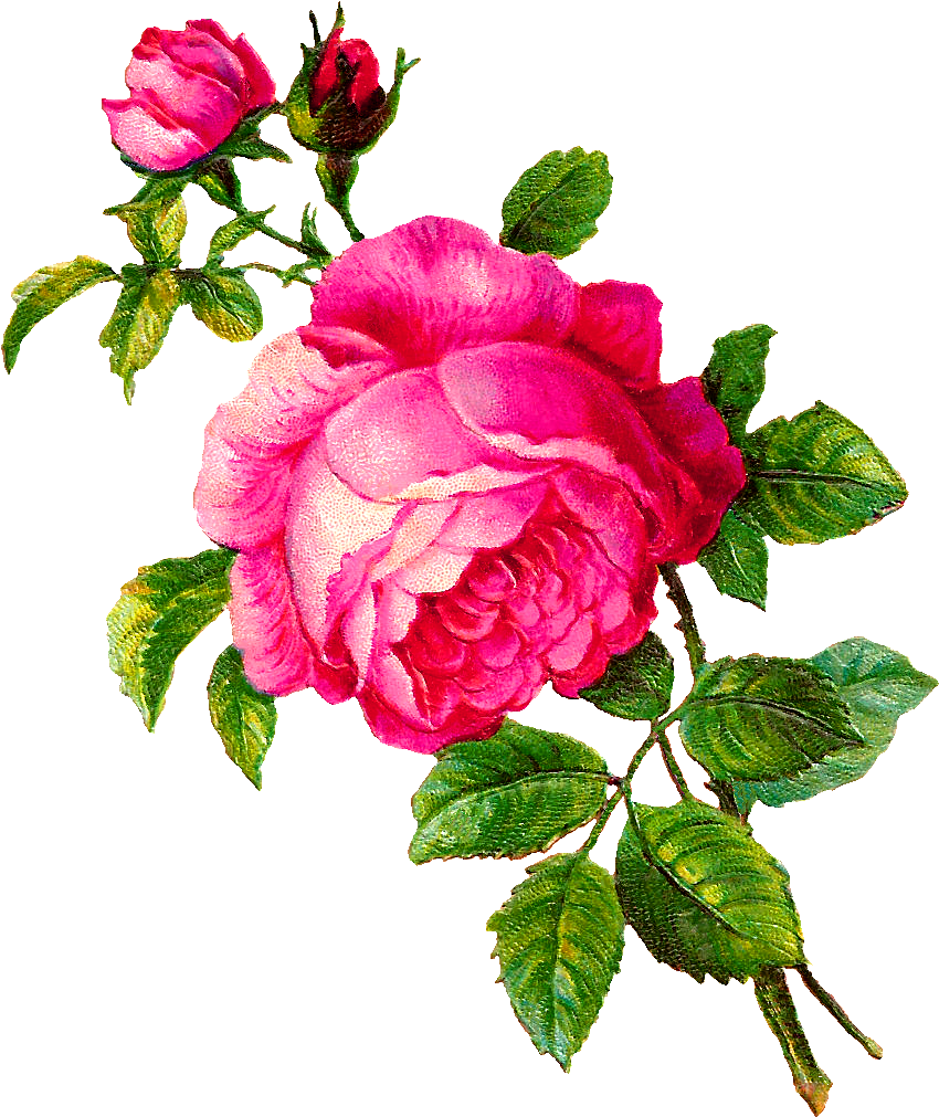 Pink Rose Clip Art - Vintage Pink Flower Clipart (940x1098)
