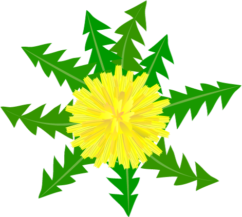 For Download Free Image - Dandelion (480x480)