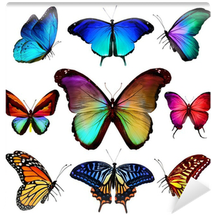 Many Different Butterflies Flying, Isolated On White - Different Butterflies (400x400)