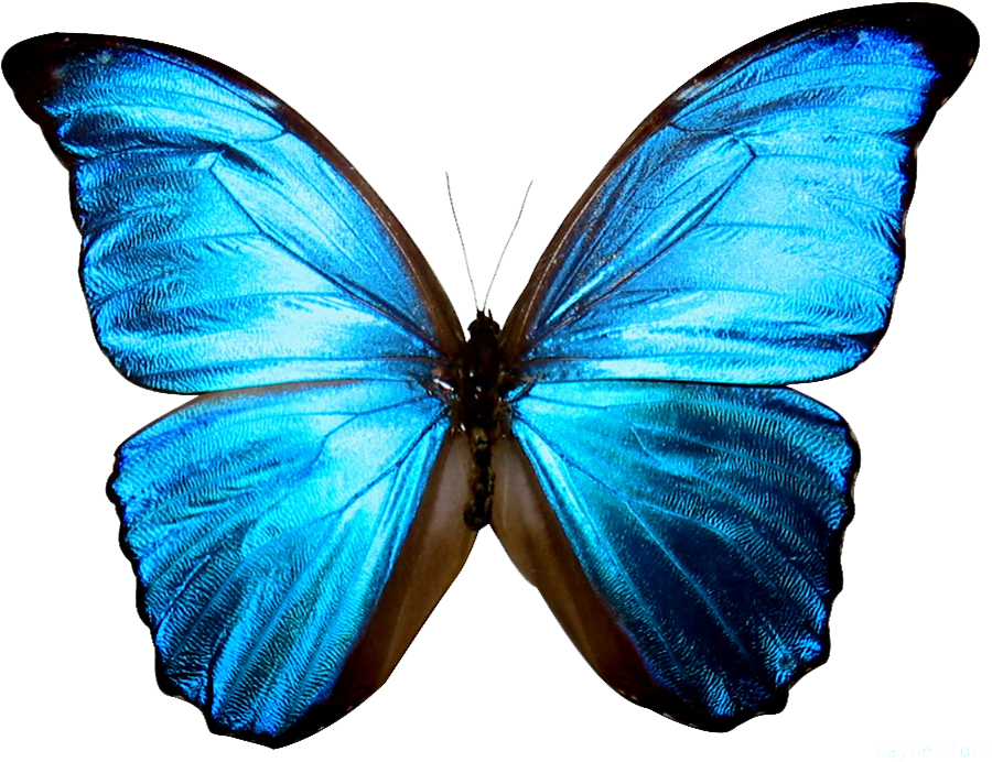 High Resolution Butterfly Png Icon Image - Blue Butterflies Life Is Strange (1091x1091)