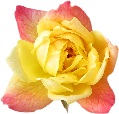 Yellow Rose Flower Wallpaper - Clipart Flower Crown Png (500x494)