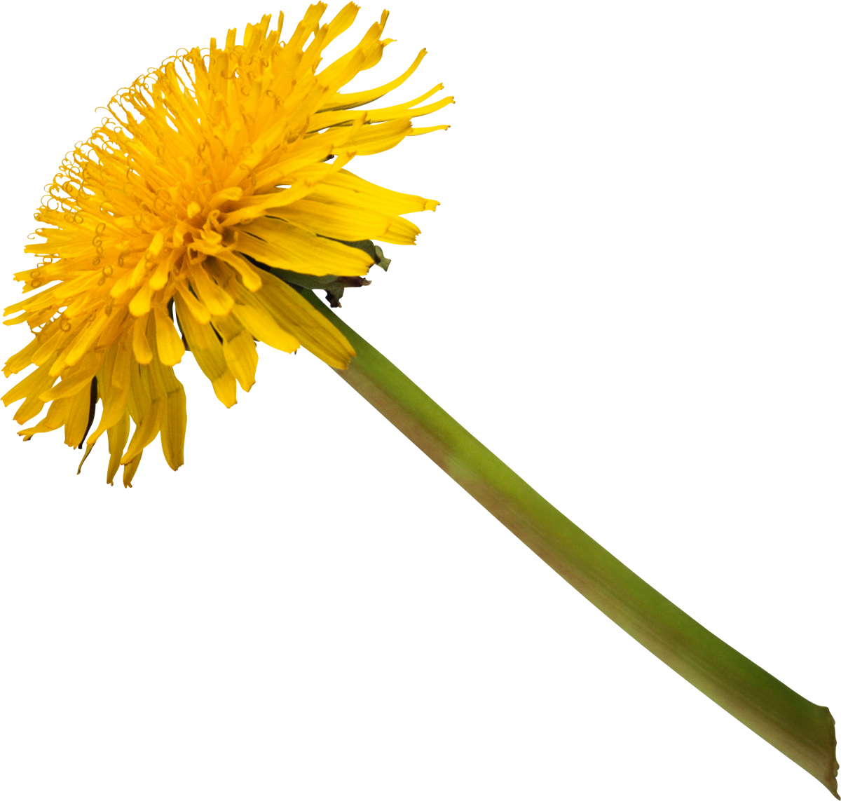 Common Dandelion Stock Photography Clip Art - Common Dandelion Stock Photography Clip Art (1200x1143)