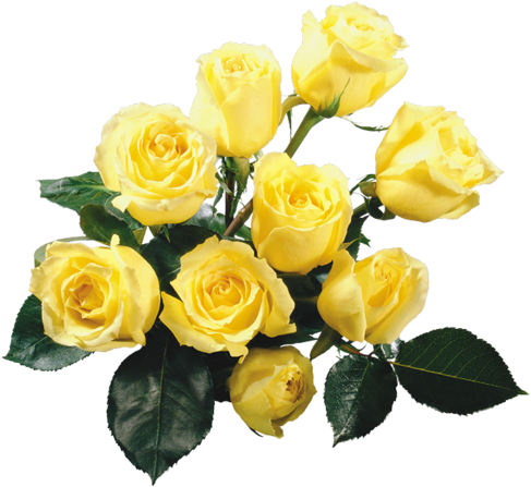 Explore Yellow Roses, Lavender Roses And More - Phone Wallpapers Flowers Rose Hd Full (500x453)
