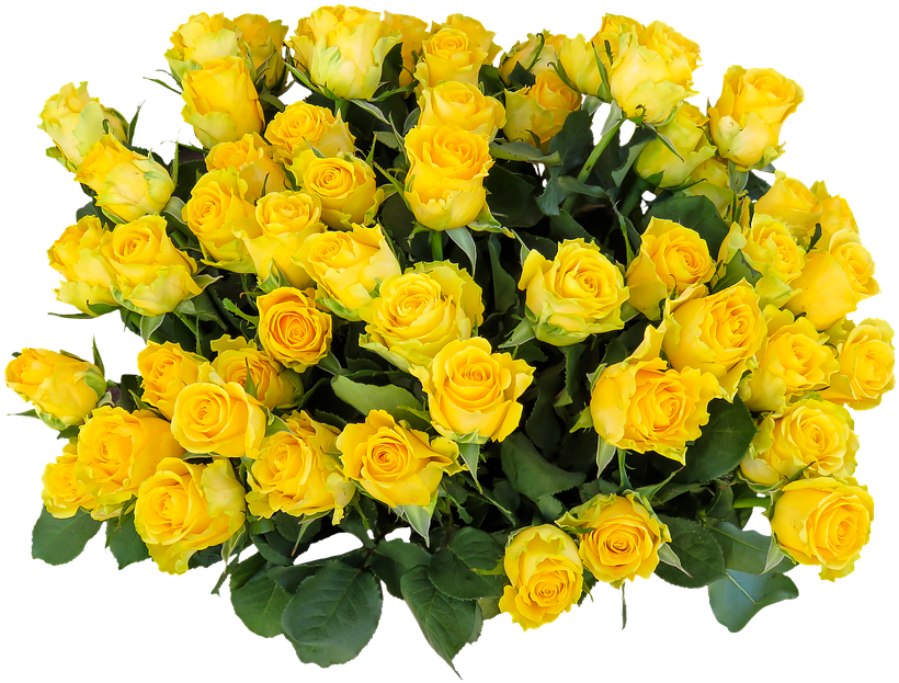Image - Yellow Rose Day 2018 (960x704)