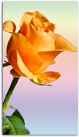 Yellow Rose Mobile Wallpaper - Yellow Rose Hd Wallpapers For Mobile (485x550)