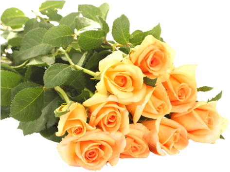 Ja Альбом «цветы В Png / Клипарт - Good Morning Wishes With Yellow Roses (500x354)