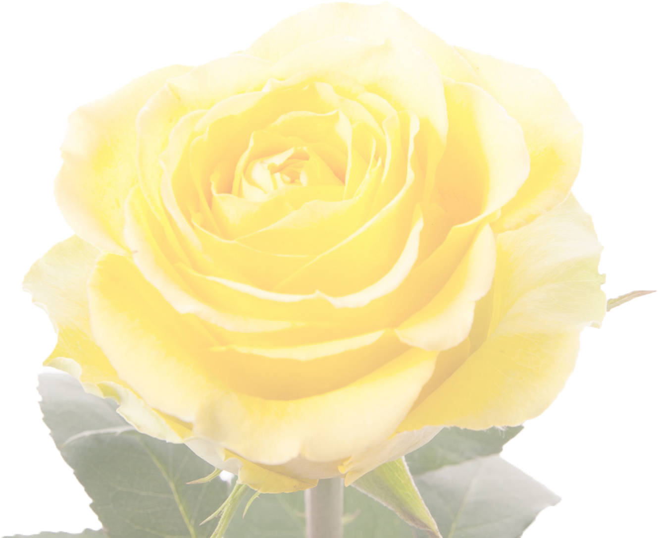 Rose Desktop Wallpaper Yellow Display Resolution - Rose Desktop Wallpaper Yellow Display Resolution (1944x1296)