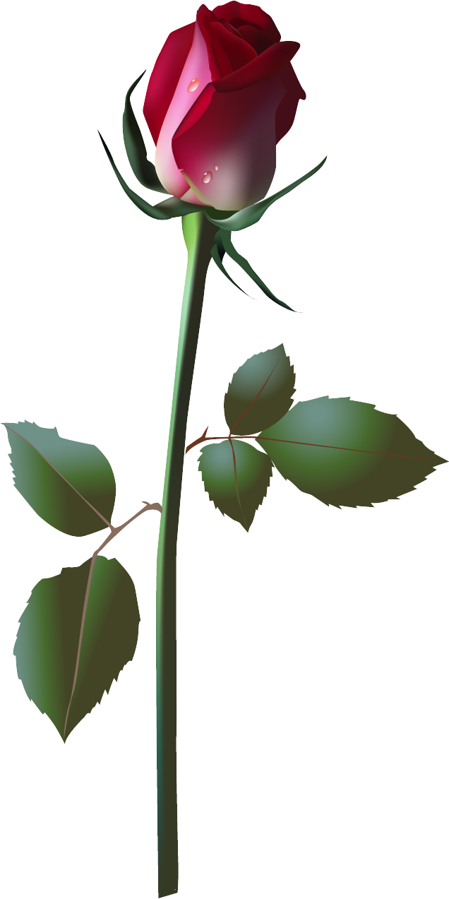 Flower Dandelion Lilium Clip Art - Vector Flowers (636x1273)