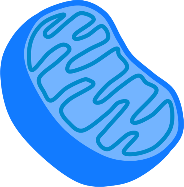Graphics For Mitochondria Vector Graphics - Mitochondria Clipart Png (600x610)