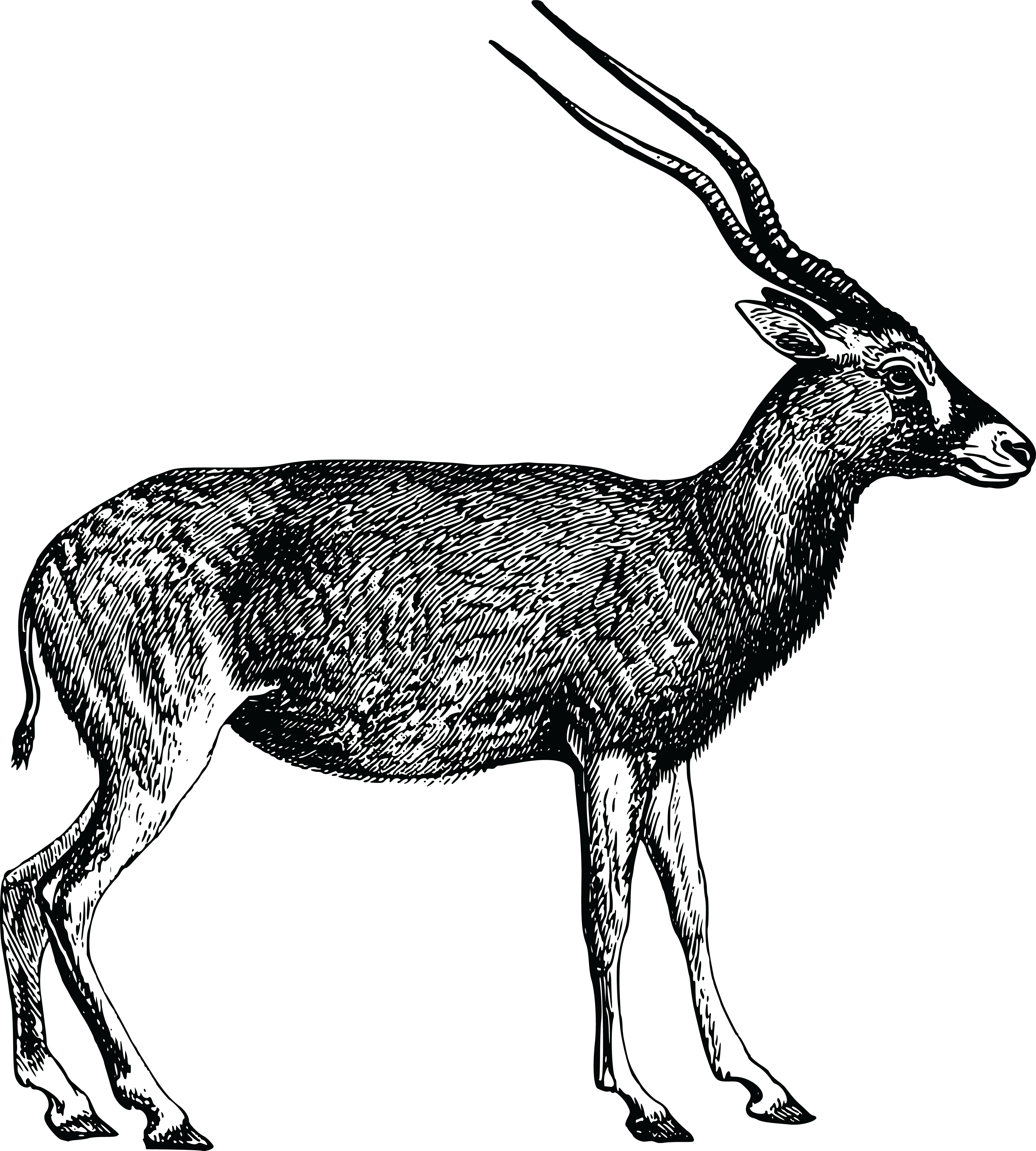 - Eps, - Svg, - Free Clipart Of An Antelope - Antelope Black And White (4000x4444)