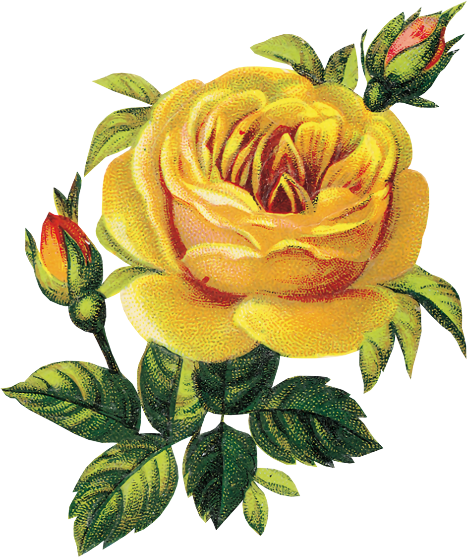Flower - Yellow Rose - Flower - Yellow Rose (1000x1199)