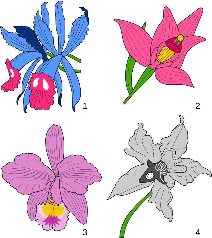 File - Orchids Heraldry - Svg - Wikimedia Commons - Flag: Macanal Boyacá | Municipio De Macanal Boyacá (698x768)