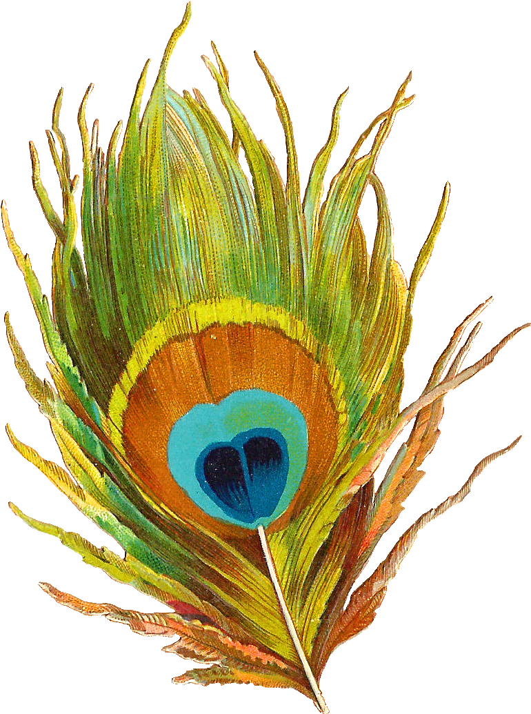 Fluted Clipart Peacock Feather Clip Art - Png Image Of A Peacock Feather (1027x1285)