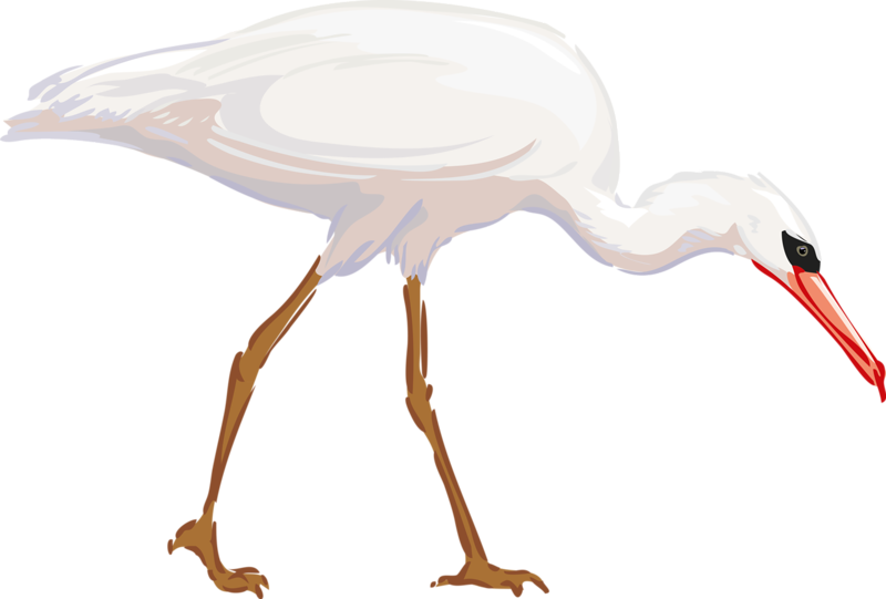 Heron Bird Great Egret Clip Art - Heron Bird Great Egret Clip Art (800x541)
