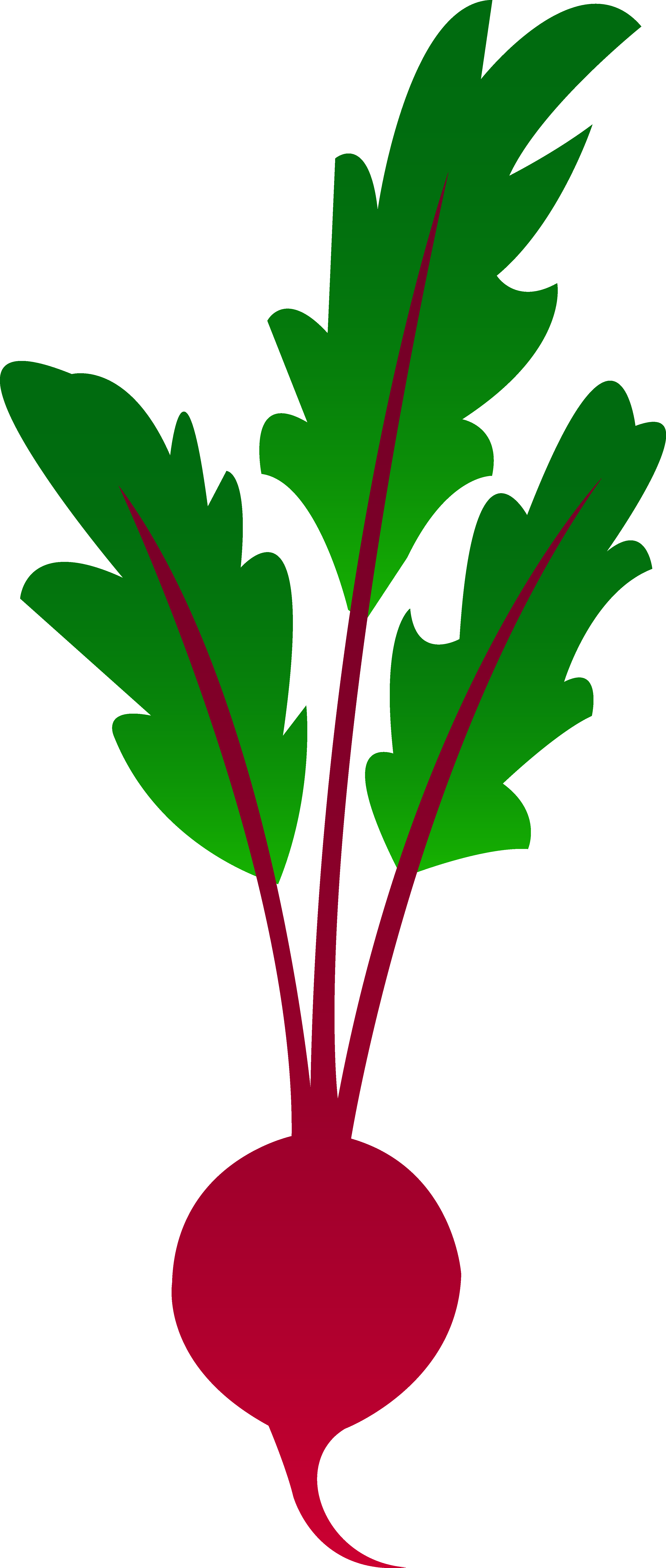 Red Garden Beet - Beet Clip Art (3470x8171)