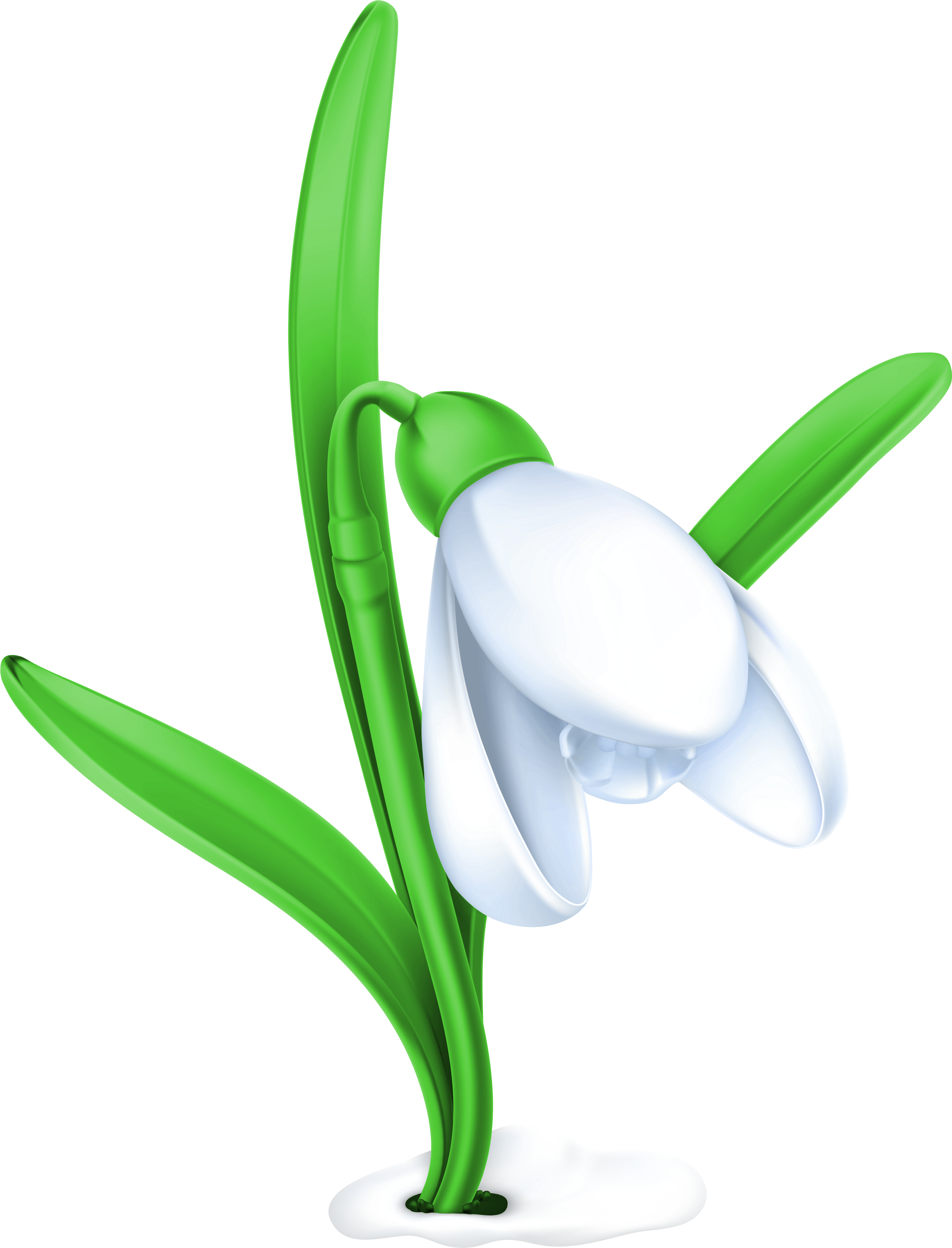 Transparent Snowdrop Png Clipart Picture - Snowdrop Png (4873x6392)