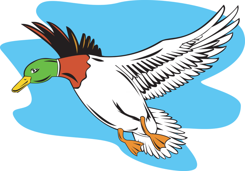 Duck2 - - Mallard Duck Flying Shower Curtain (860x600)