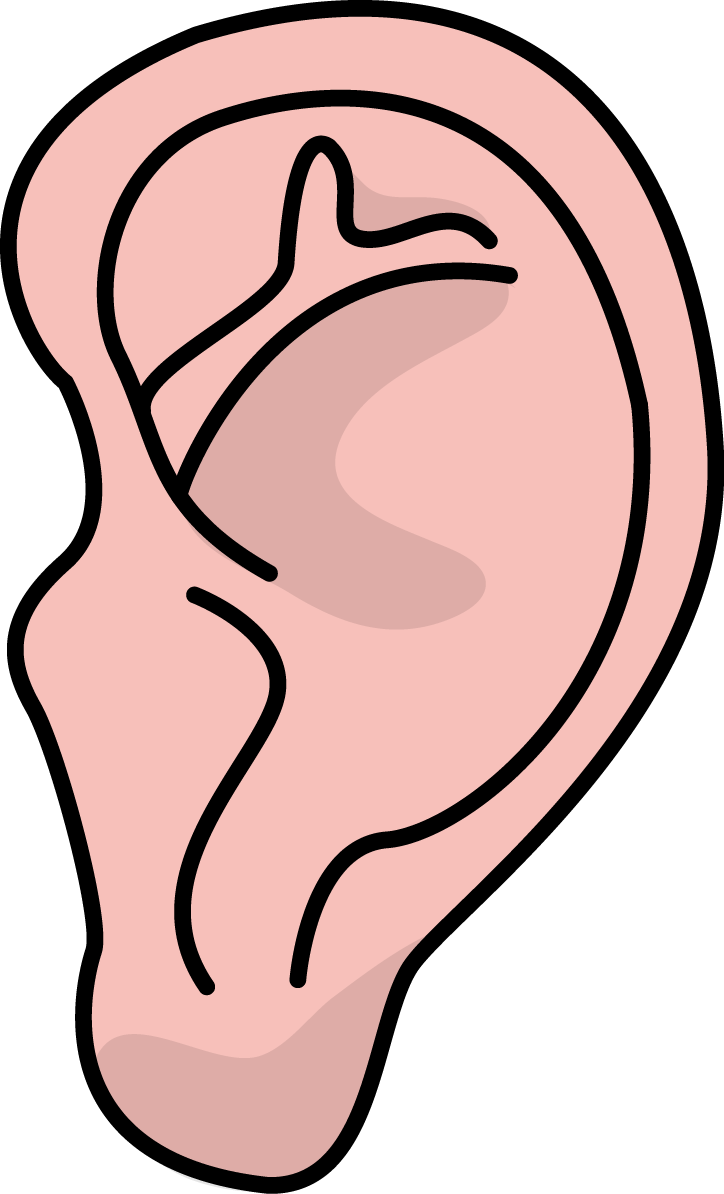 Image For Free Ear Health High Resolution Clip Art - Ear High Resolution (724x1194)