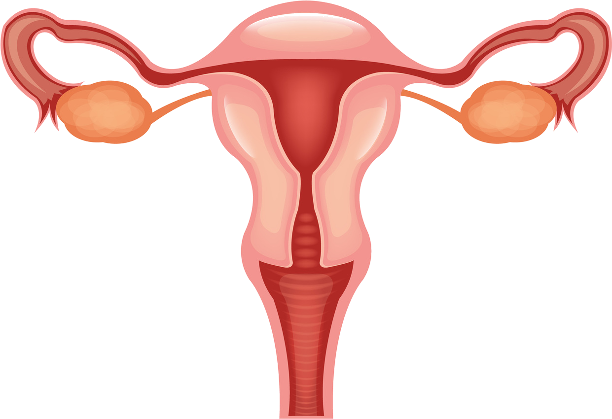 Uterus Clip Art (1570x1459)