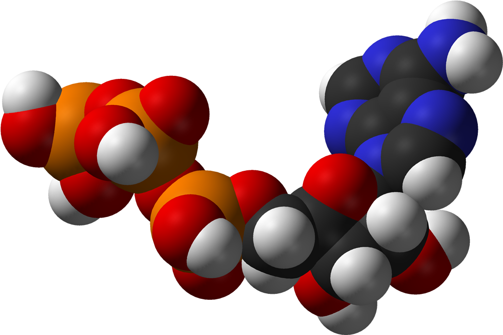 Wikipedia Source - Actividades Catabolicas (1100x766)