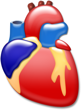 Heart Image Latest Collection Anterior View Apex Left - Heart Organ Png (400x400)