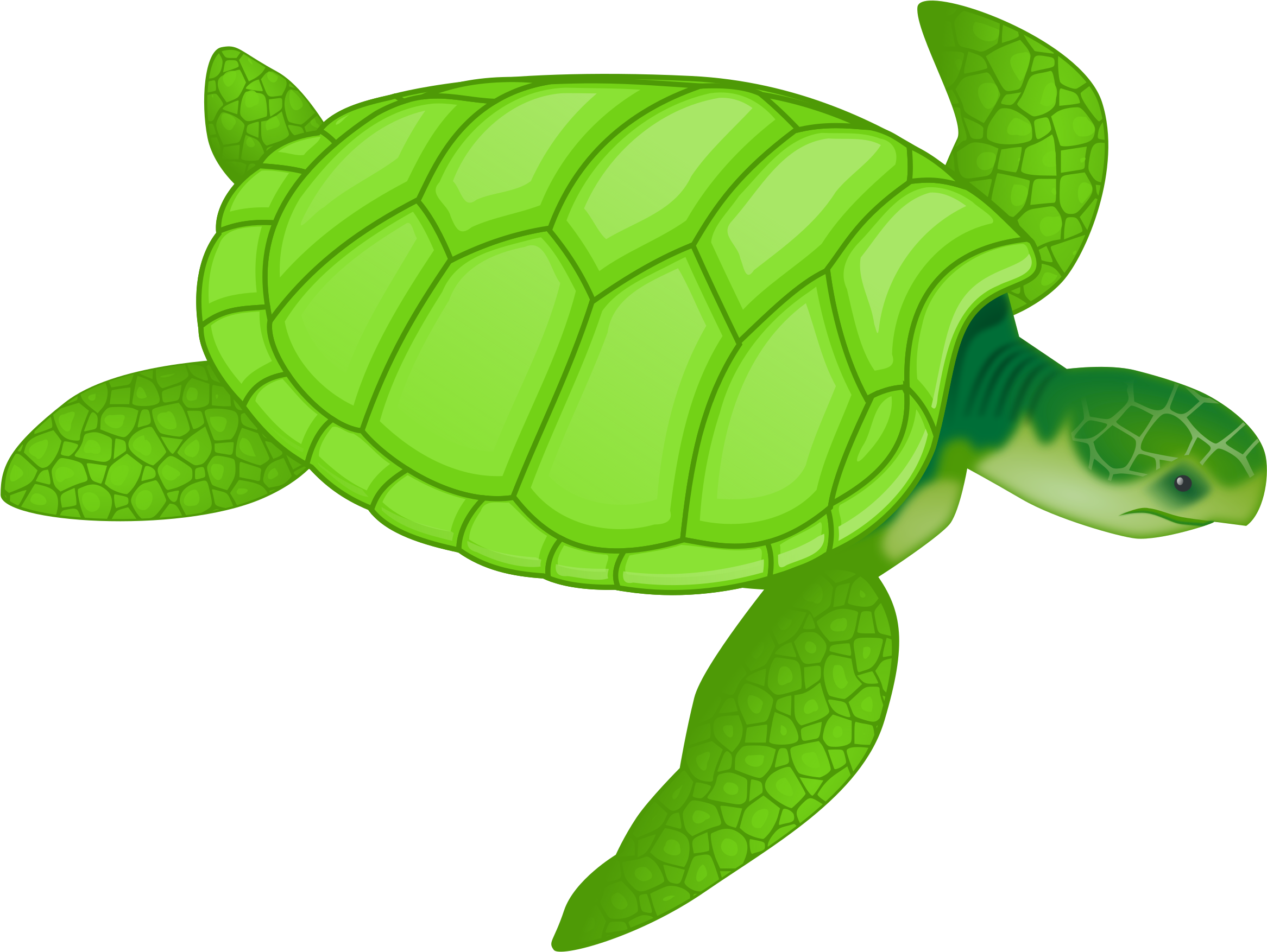 Picture Of Clip Art Sea Turtle Medium Size - Sea Turtle Shower Curtain (2400x1778)