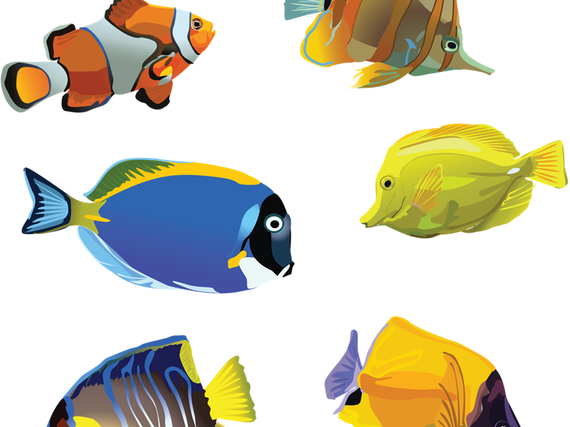Goldfish Aquarium Clip Art - Goldfish Aquarium Clip Art (800x600)