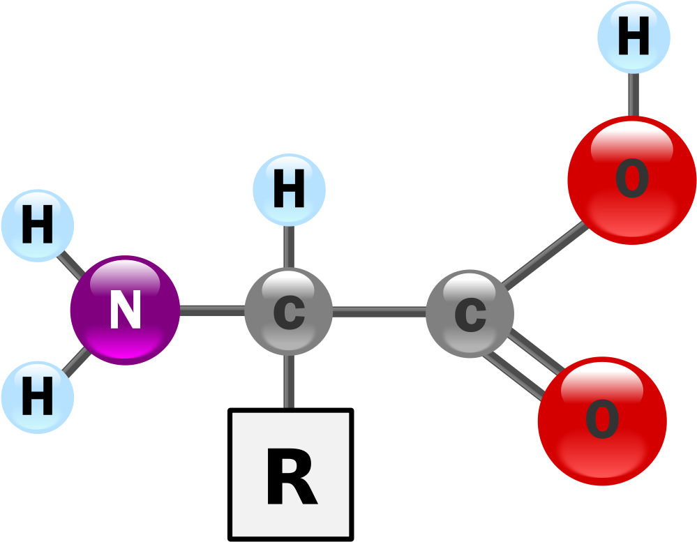 On Earth, Amino Acids Characteristic Of Life Are All - Amino Acid Structure 3d (1200x855)
