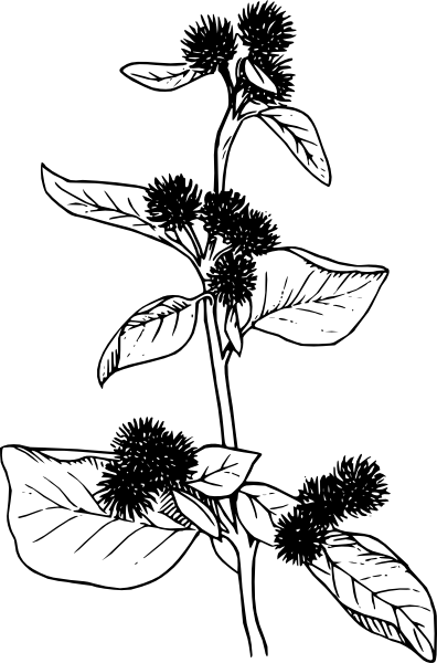 Free Vector Burdock Flowers Lineart Clip Art - Burdock Plant Clipart (396x600)