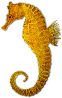 Caballitos De Mar Png,rosavecina - Caballito De Mar Png (360x480)