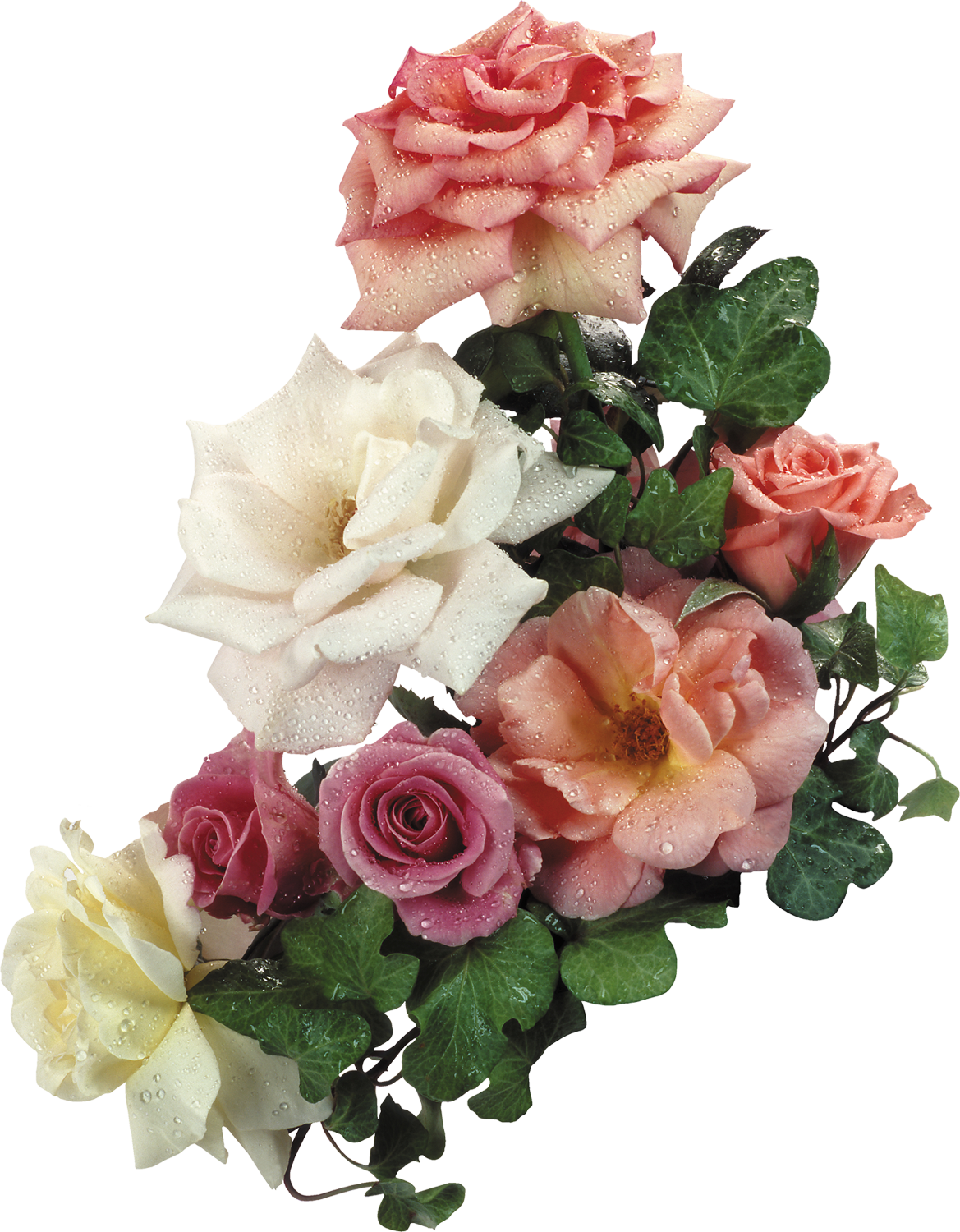 Png形式でダウンロード - Garden Roses (1169x1500)