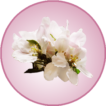 Elegant Jpeg With Transparent Background How Do I Make - Jpeg (356x354)