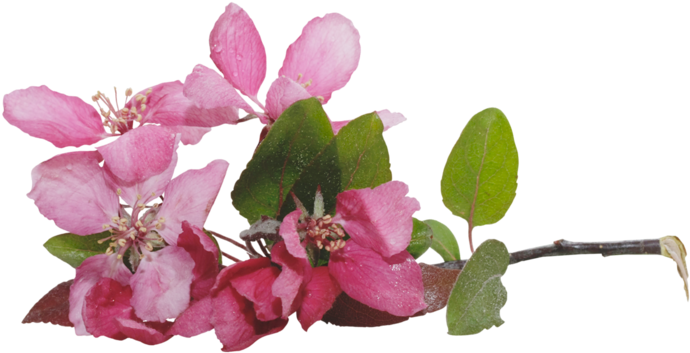 Png, Клипарт Пнг, Scrap, Scrap Kit, Scrap Freebie, - Rosa Glauca (800x533)