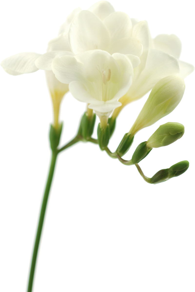 Png形式でダウンロード - Цветок На Белом Фоне (800x1199)