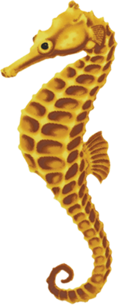 Porc Sh17ye 4 2"x4" Yellow Seahorse Porcelain Pool - Seahorse Blue (234x600)