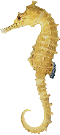 Seahorse Gifts - Seahorse Png (298x464)